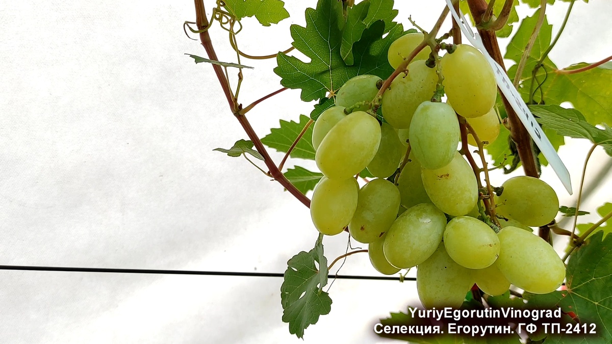 Моя гибридная форма 2412.