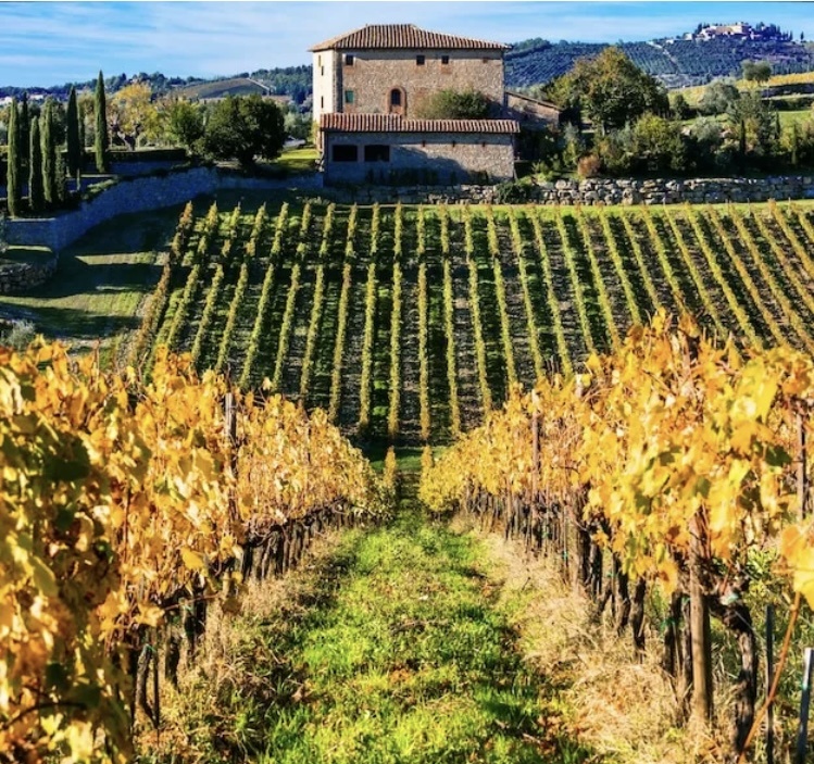 Виноградники