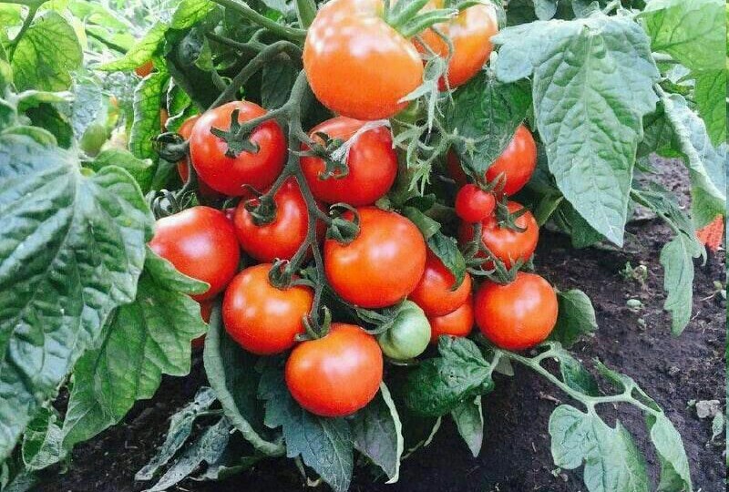 Совет бабушки помог: 1 полив в 5 дней, а томаты – зеленые, здоровые, а урожай - шикарный