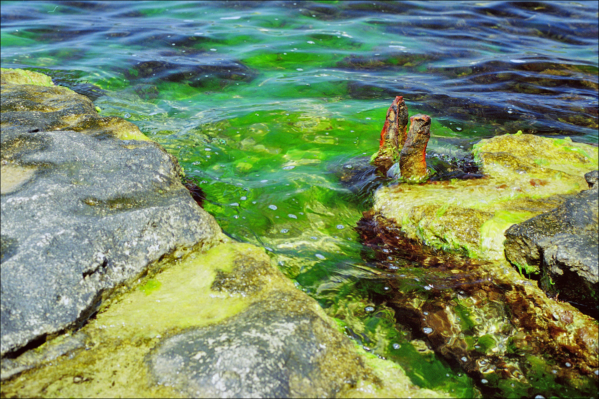 Севастополь. Голландия