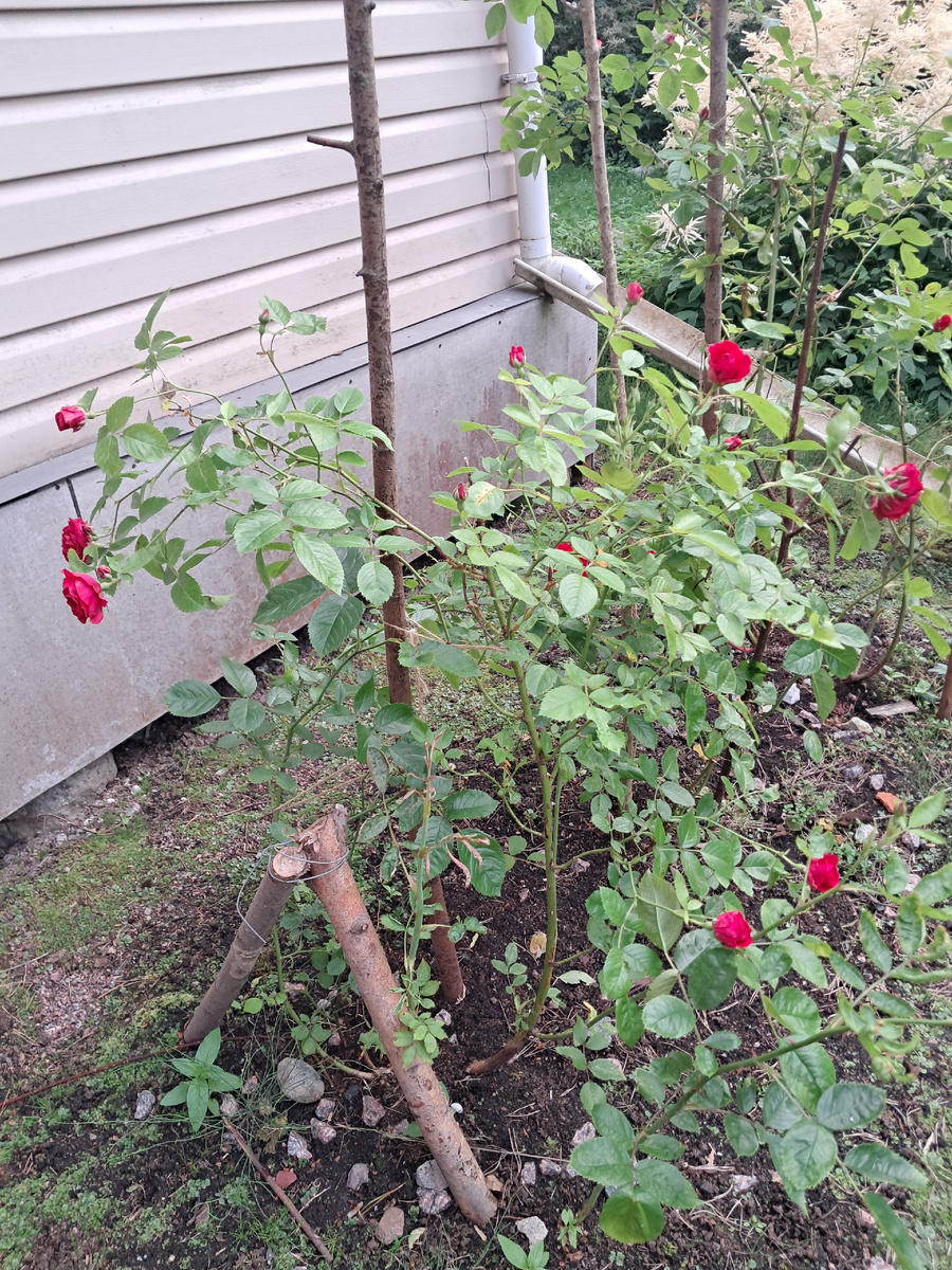 В прошлом году цветы были только на одной плети, в этом цветут все. Фото автора 