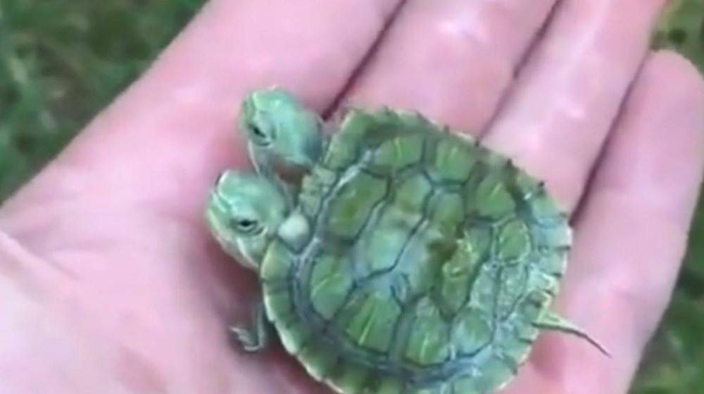    Двухголовые животные захватывают мир или почему природа сходит с ума