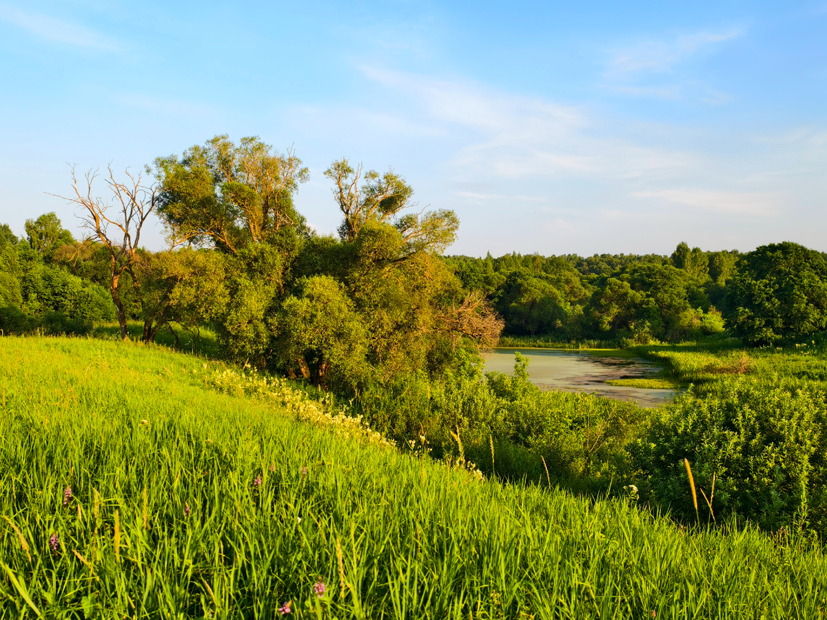 Старица Днепра 