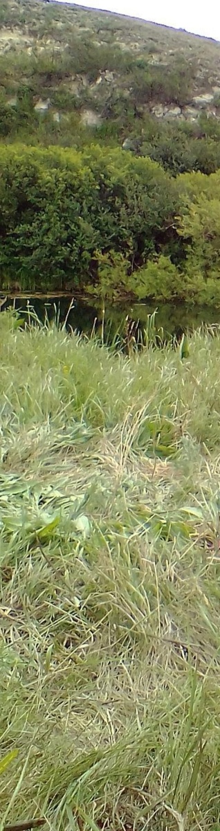 Когда мы были на берегу, трава была по пояс.