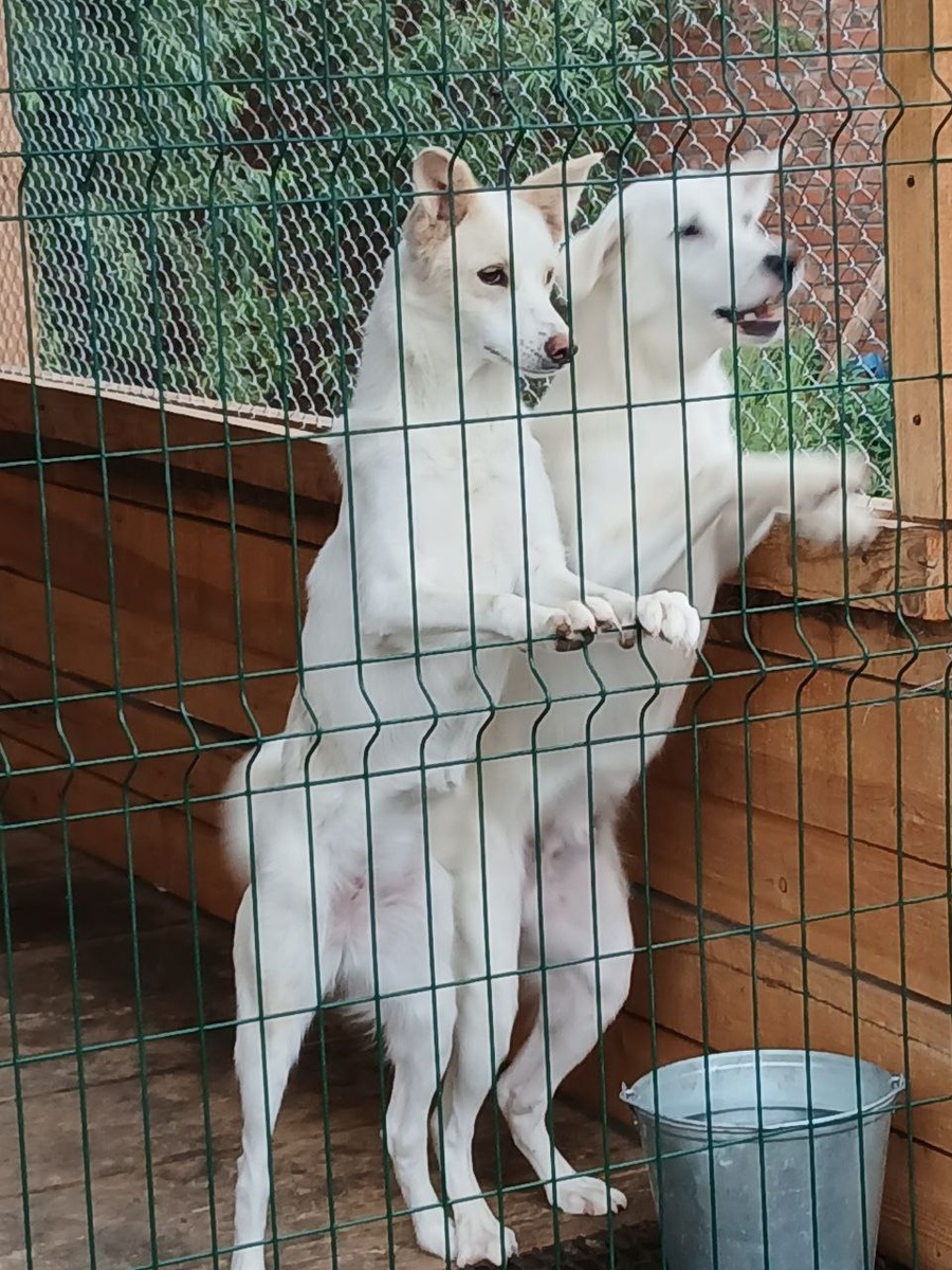 Эту красоту подкинули в приют крошечными. Их выкормили, вырастили, стерилизовали и они готовы уехать к любящим хозяевам. Их четверо, две девочки и два мольчика.