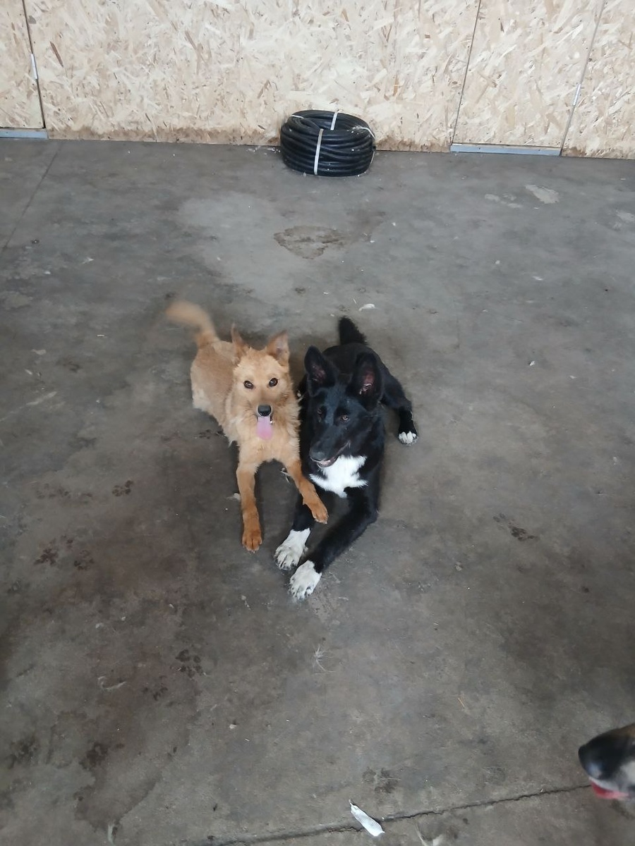 Две девочки, недавно спасены из отлова ЦАСС, эти очаровашики быстро подружились и весело играют вдвоём. Им очень нужны заботливые хозяева