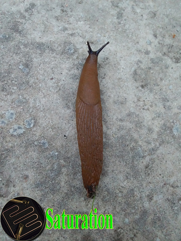 Испанский слизень