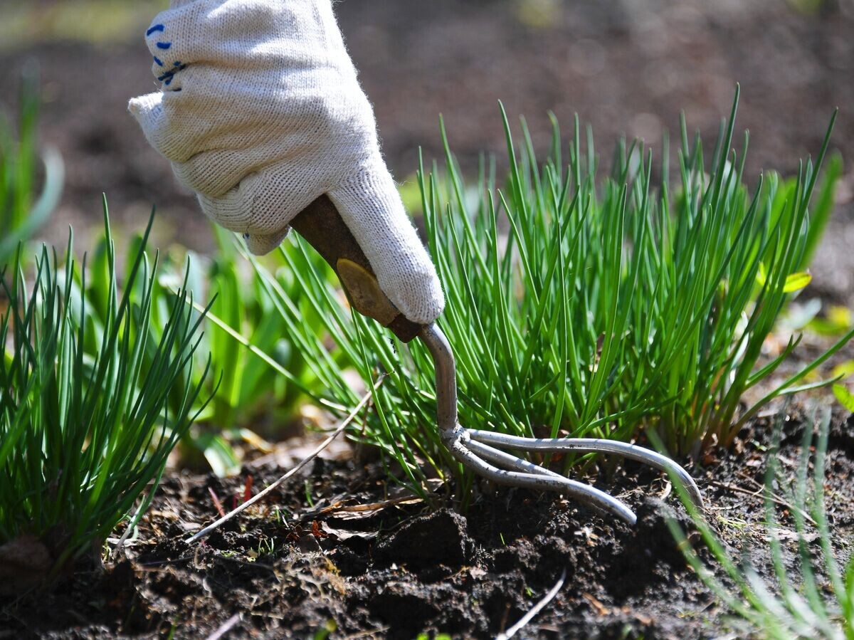    На даче© РИА Новости . Кирилл Каллиников