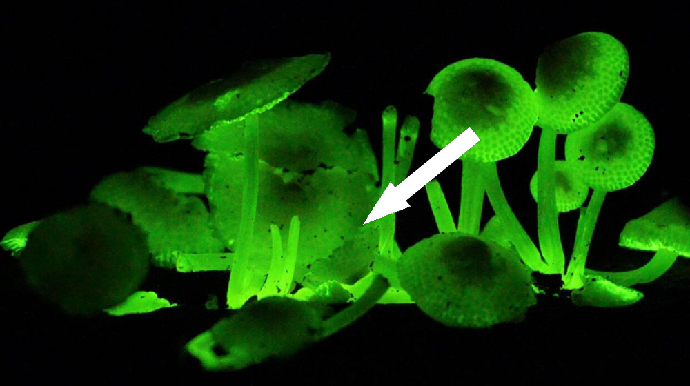    Эти существа светятся в темноте и ты о них не знал