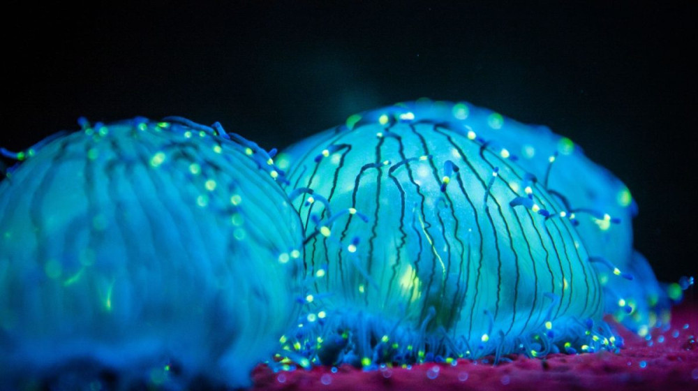    Эти существа светятся в темноте и ты о них не знал