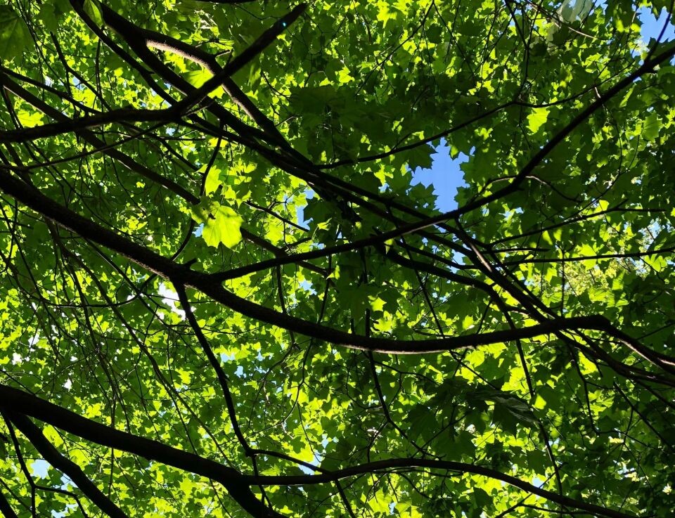    Деревья. Клён. Зелень. Источник: unsplash.com