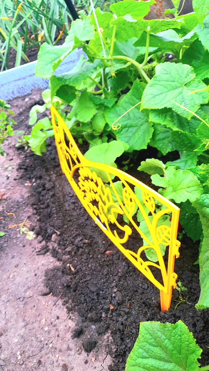 У огурцов первая завязь