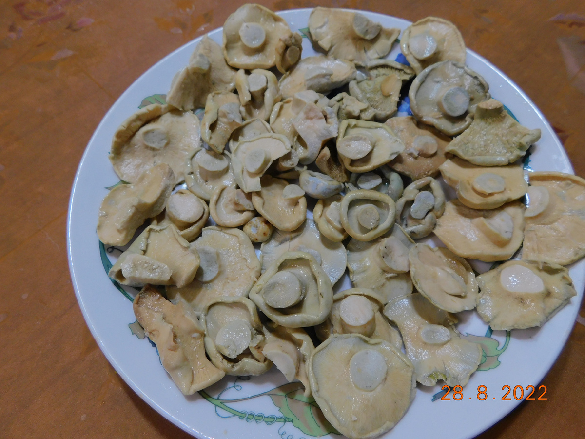 Первый раз солила, прошло 45 суток после засолки. Грузди суховаты, немного "острят", но вид прекрасный, а сухость можно преодолеть мелкой нарезкой и сочетанием с помидорами и луком в салате. Листайте галерею.