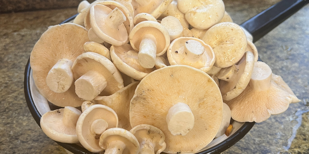 Грузди, которые никто не собирает. Перечные. 12.07.25