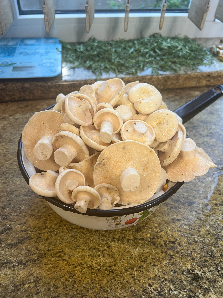 13.07.25. Вчерашние грузди вымачивались ночь. Теперь я их отварю минут 15 и засолю. Фото автора.