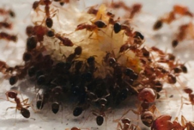 Развожу 50 мл. на 10 л. и прыскаю повсюду — муравьи растают, как сахар: термоядерные трюки  📷
