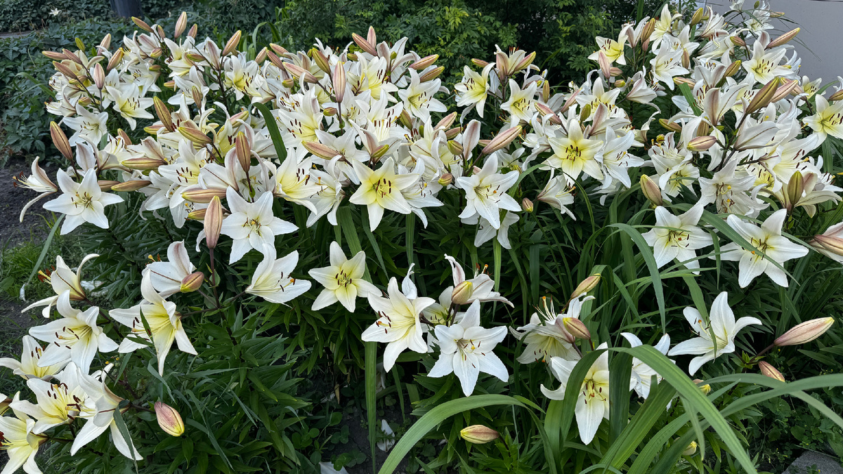 почему не цветут лилии