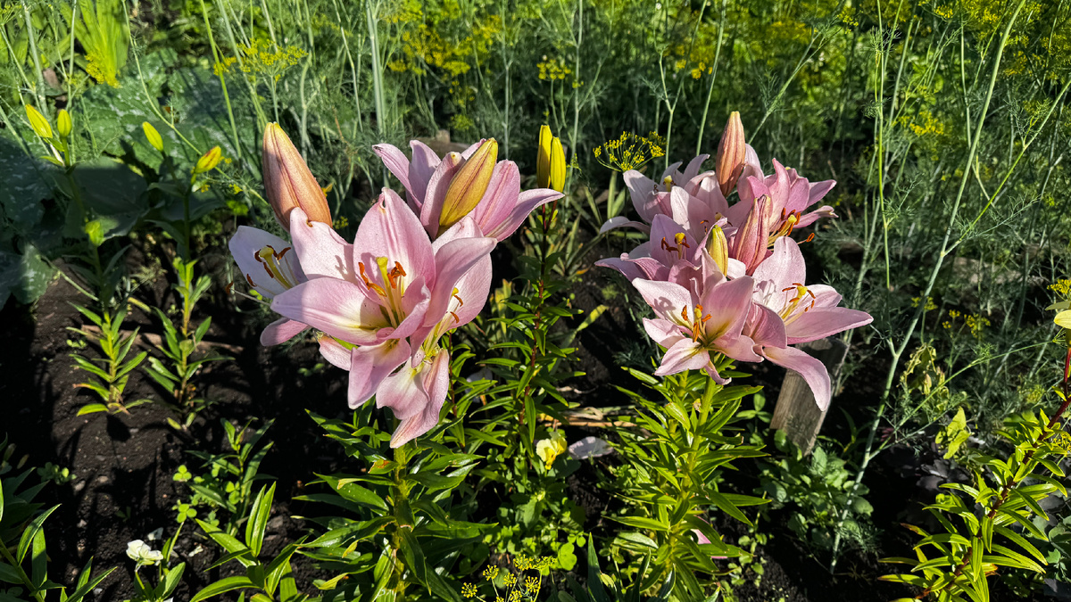 как ухаживать за лилиями