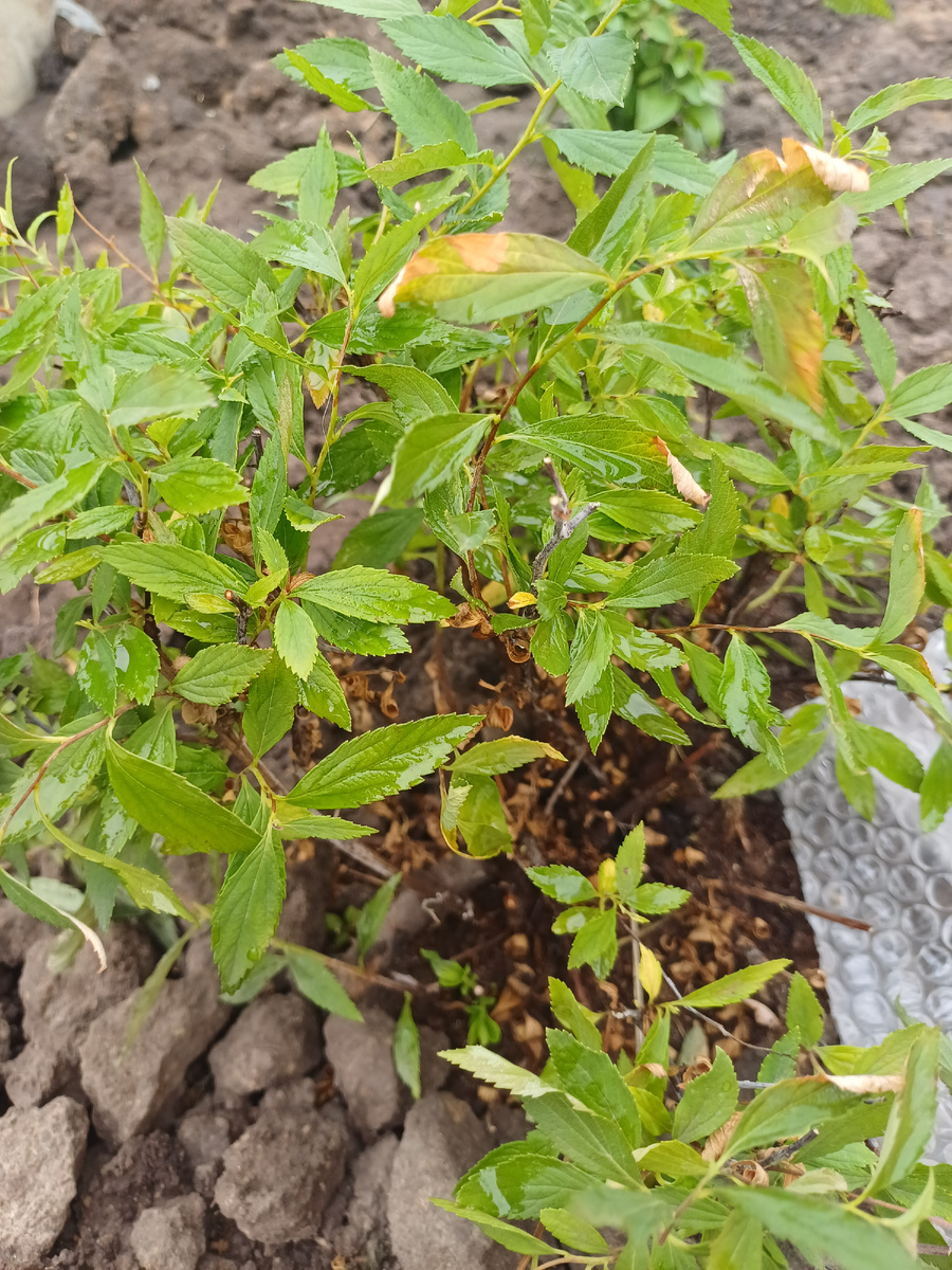 Фото после удаления тли с кустика