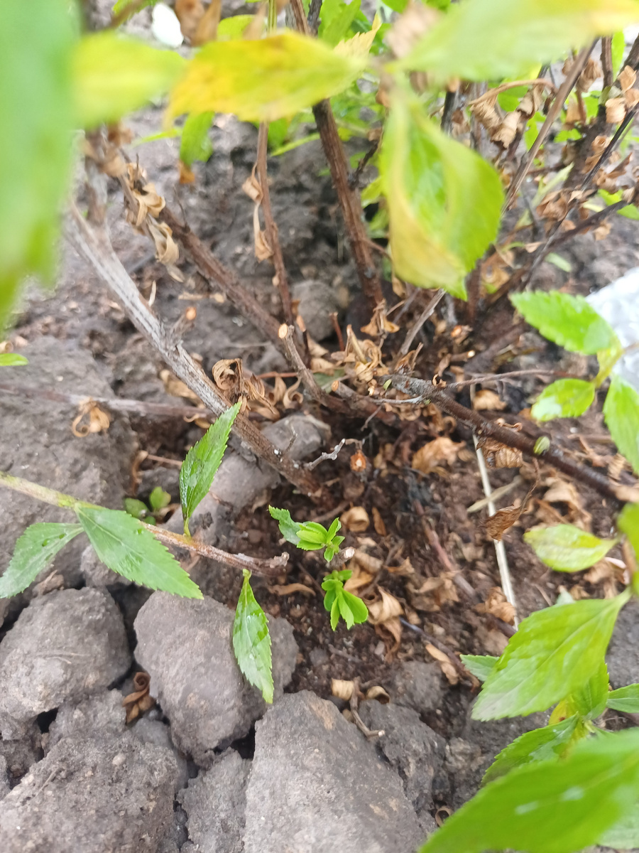 Через несколько дней после обработки