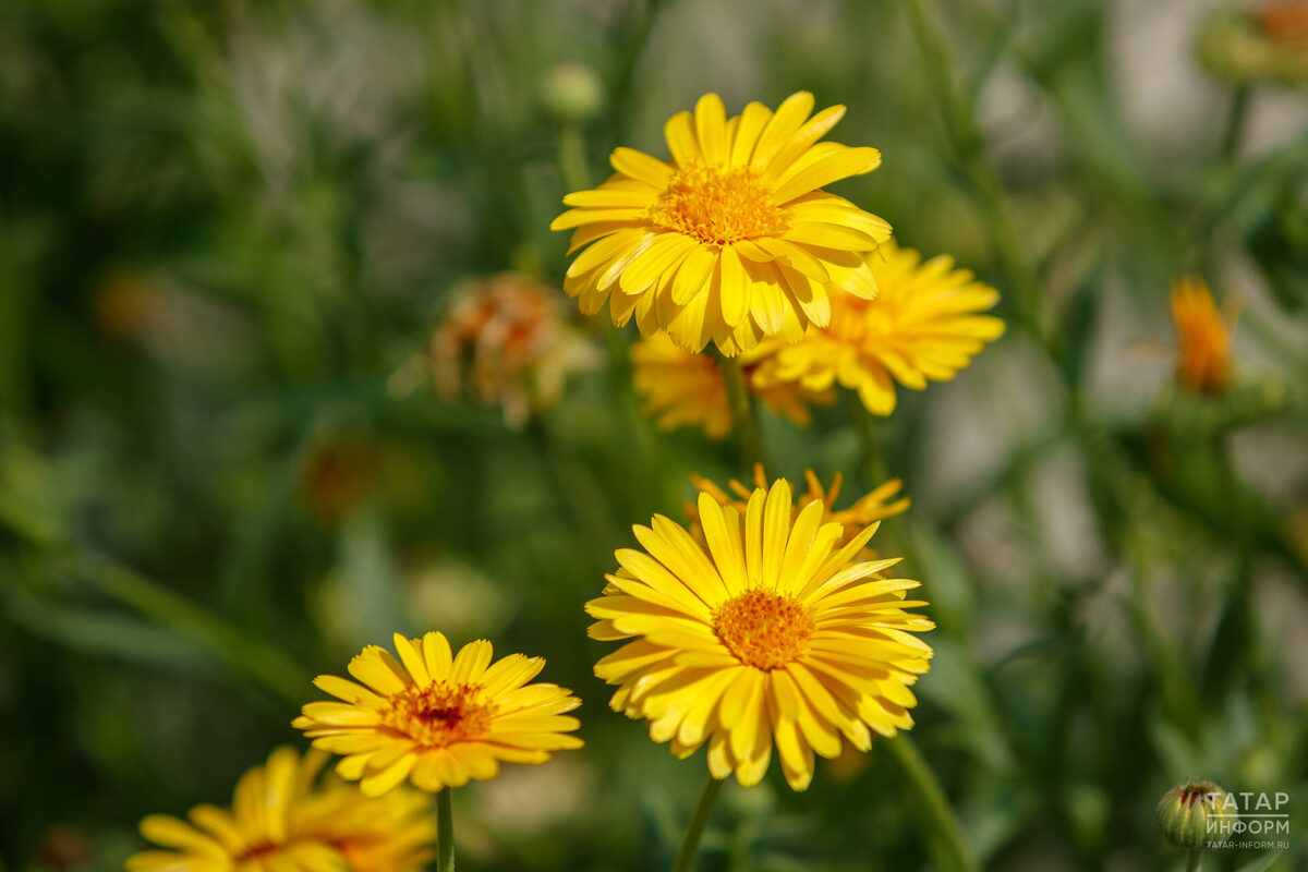 Фото: © Владимир Васильев / «Татар-информ»
