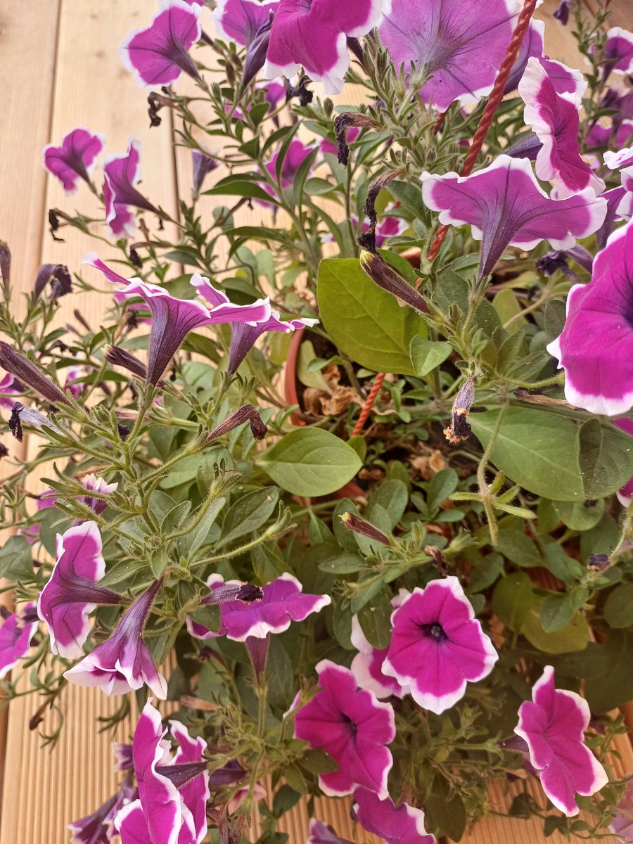 Очень некрасиво и неухоженно смотрится