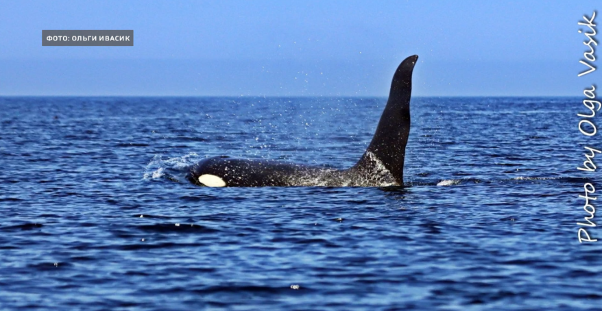    Источник фото: Ольга Васик