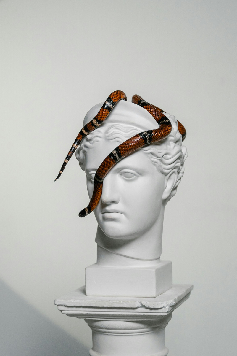Photo by MART  PRODUCTION: https://www.pexels.com/photo/snake-crawling-on-a-gypsum-head-8458843
