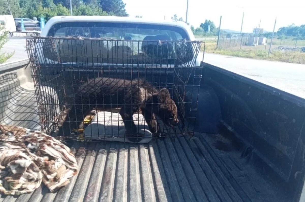    В центр «Тигр» доставили получившего травму в ДТП медвежонка