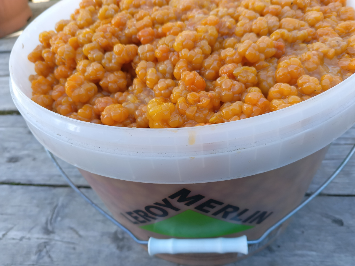 фото аатора:прошлогоднее ведро с морошкой