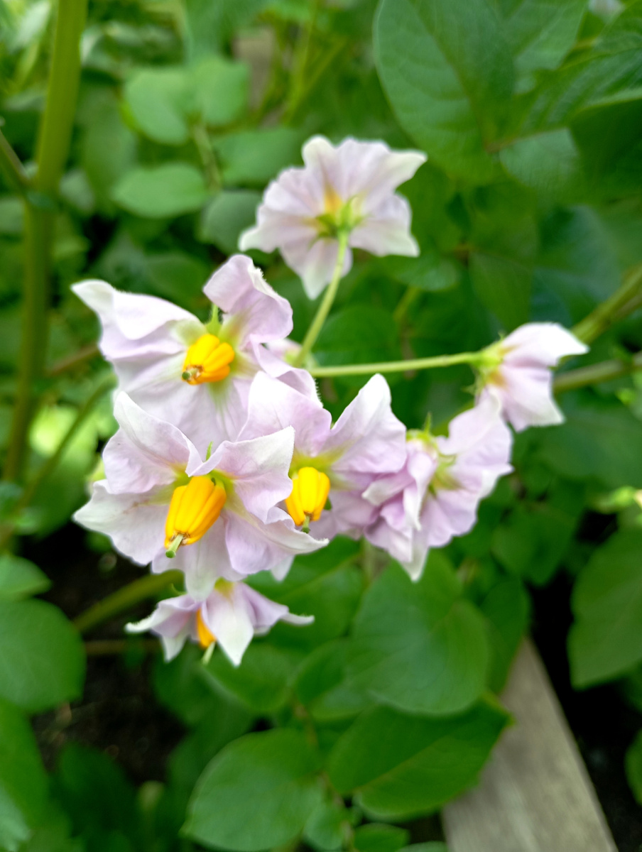 Это розовый картофель