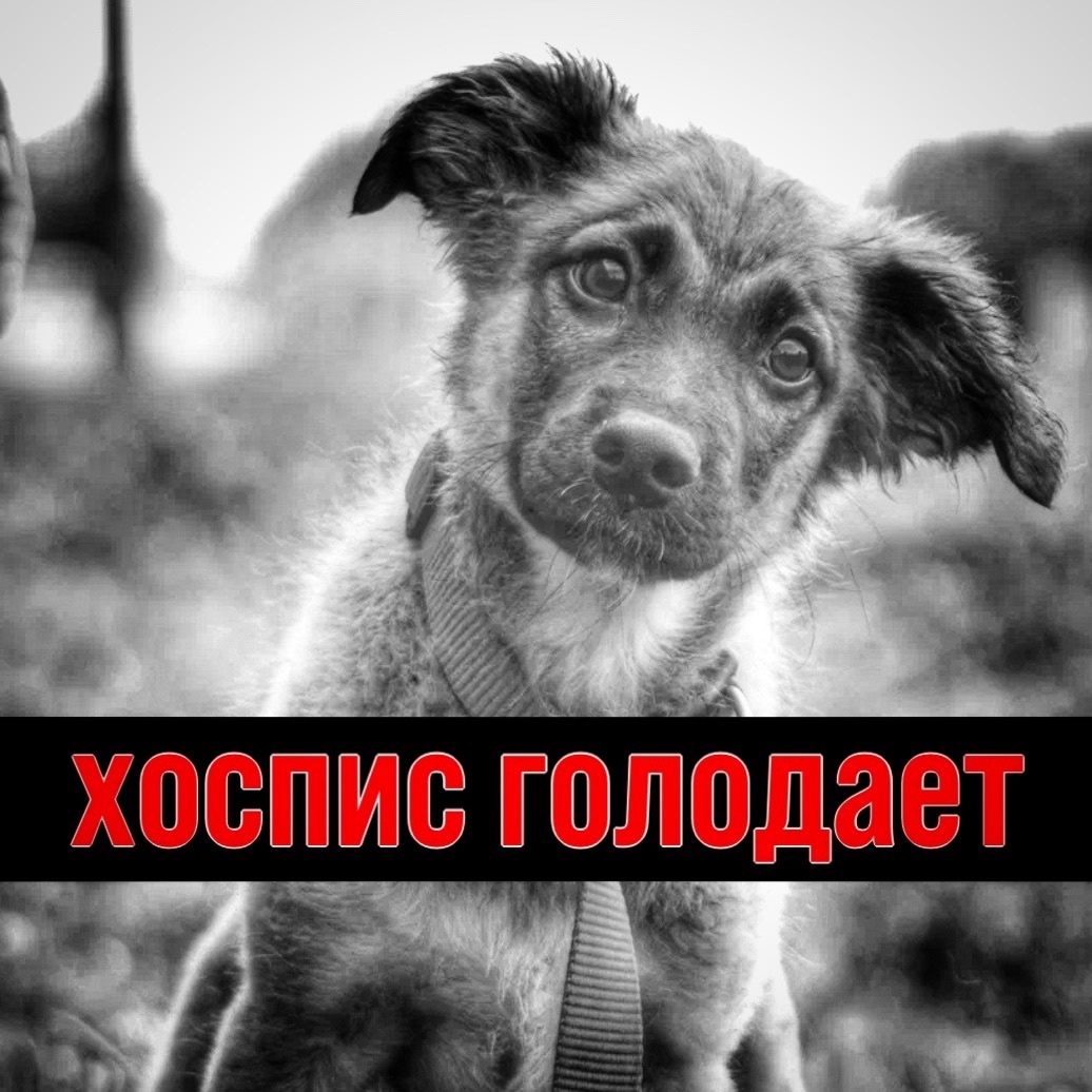 В приюте "голодны день", помогите накормить 500 животных в частном хосписе!