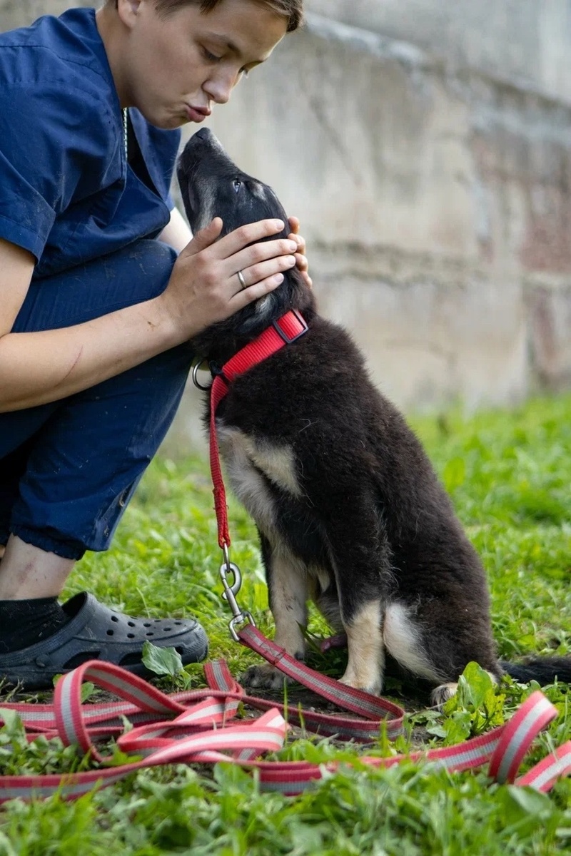 Пожалуйста, помогите НАКОРМИТЬ ЖИВОТНЫХ в частом приюте.