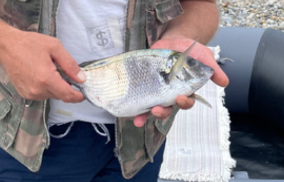 Каракоз (Зубарик)