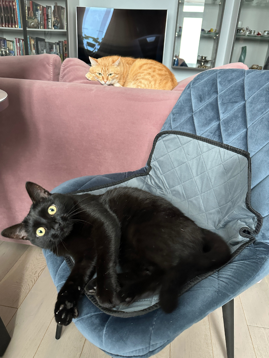 Обсуждаем «Король Лев» после просмотра. Марсель вспоминает родителей и грустит. Шанель близко к сердцу принимает все происходящее с Симбой.😁