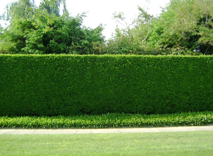 Фото из яндекса. Спасибо автору. 