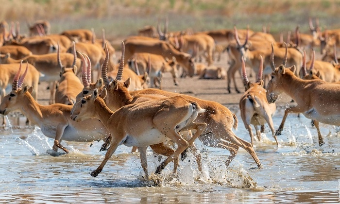    Краснокнижные сайгаки уничтожают урожай в Поволжье