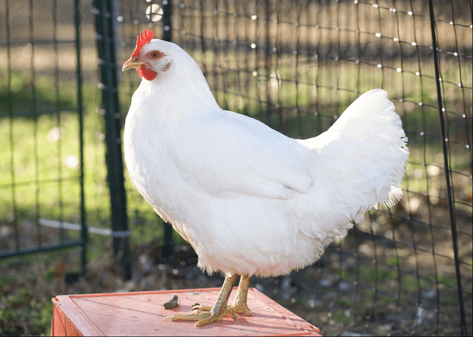 Чем кормить кур 