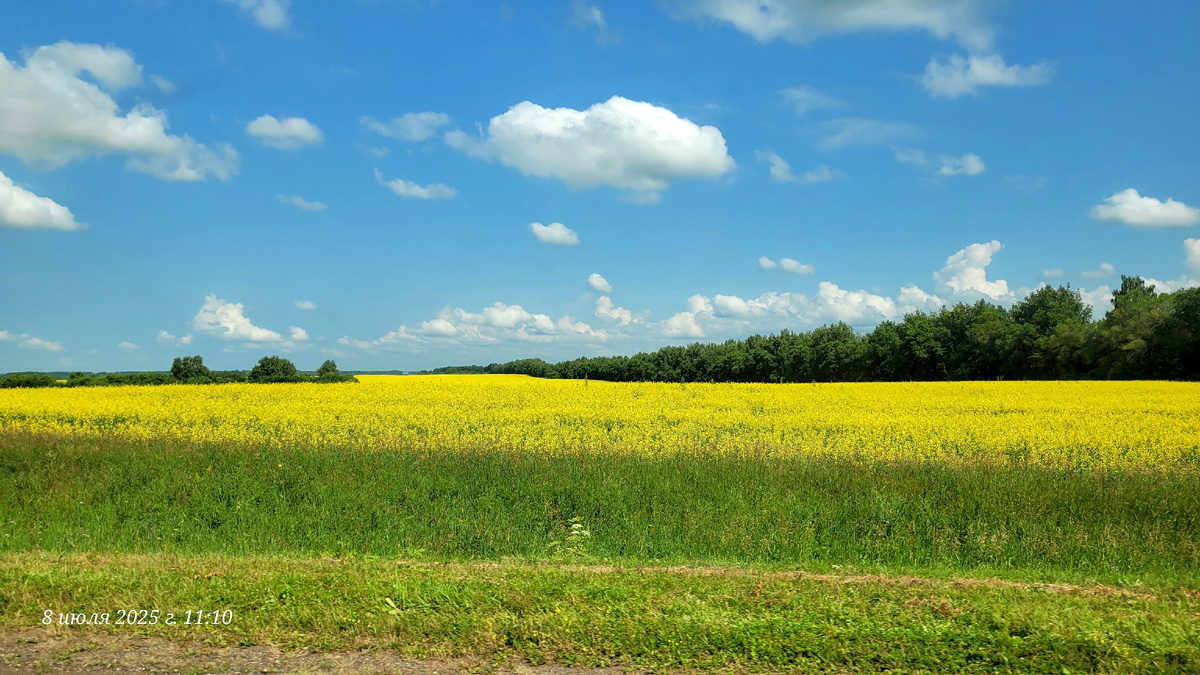 По дороге. Так хотелось остановиться и устроить здесь фотосессию. Жёлтый один из моих любимых цветов.