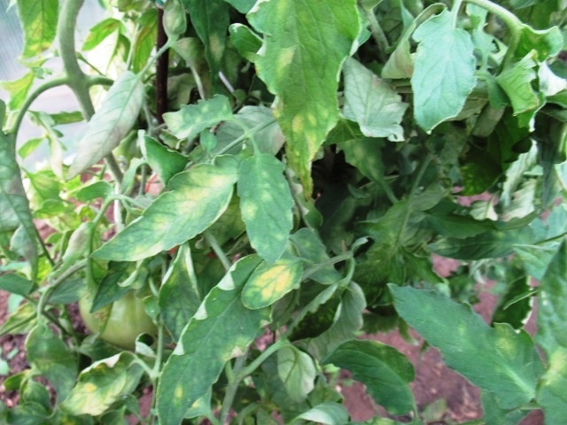 На листьях томатов желтые пятна фото: 7 причин появления кладоспориоза и как бороться