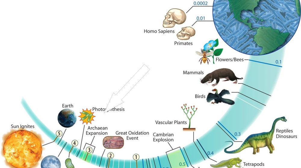    Тайные ветви жизни организмы которые эволюция забыла объяснить