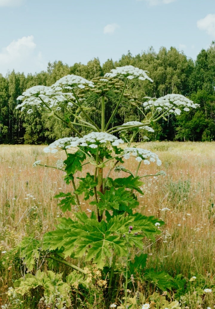 Изображение из открытых источников. 