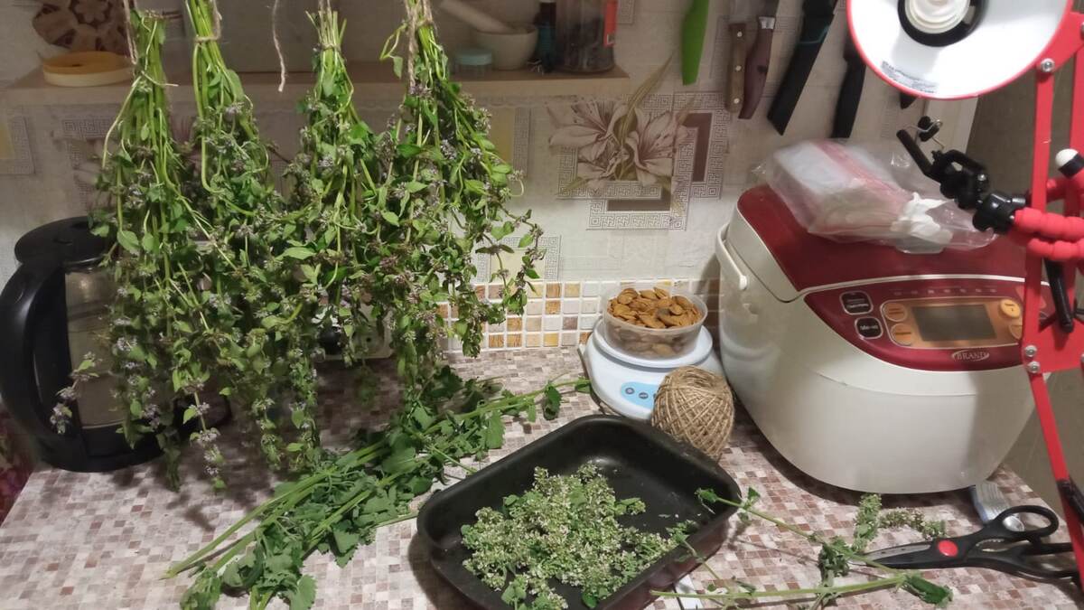 цветы сушу..а листья ферментирую.