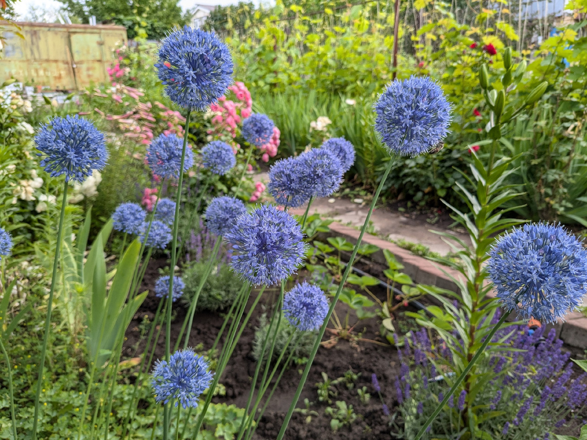 Фрагмент Большого Розария с маленьким лавандовым рядом, который когда-нибудь вырастет