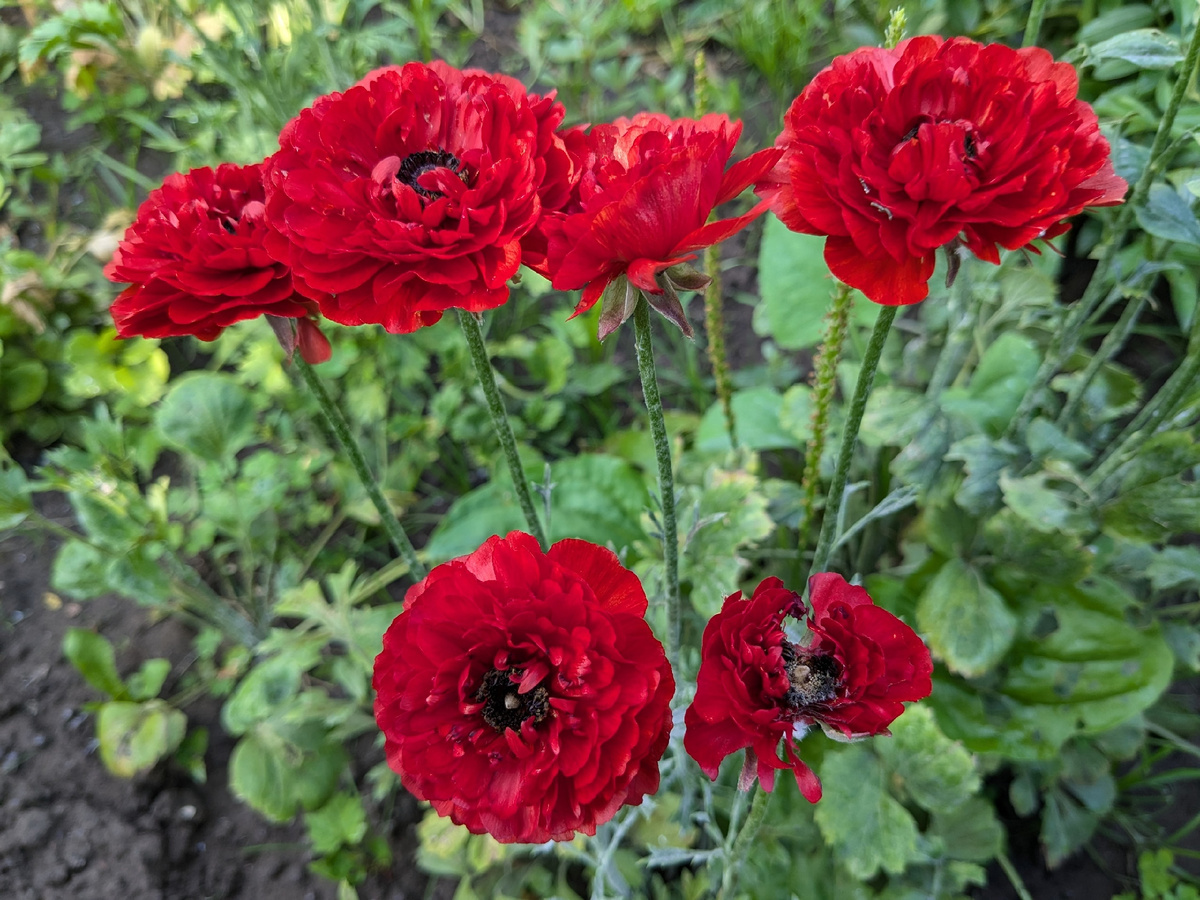 У меня есть около 17 расцветок ранункулюсов