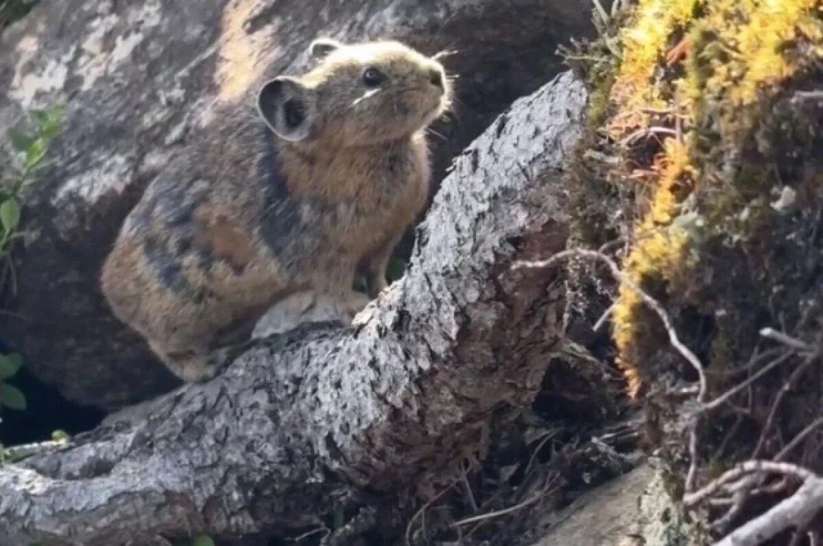    В нацпарке «Шушенский бор» засняли самого маленького зайца