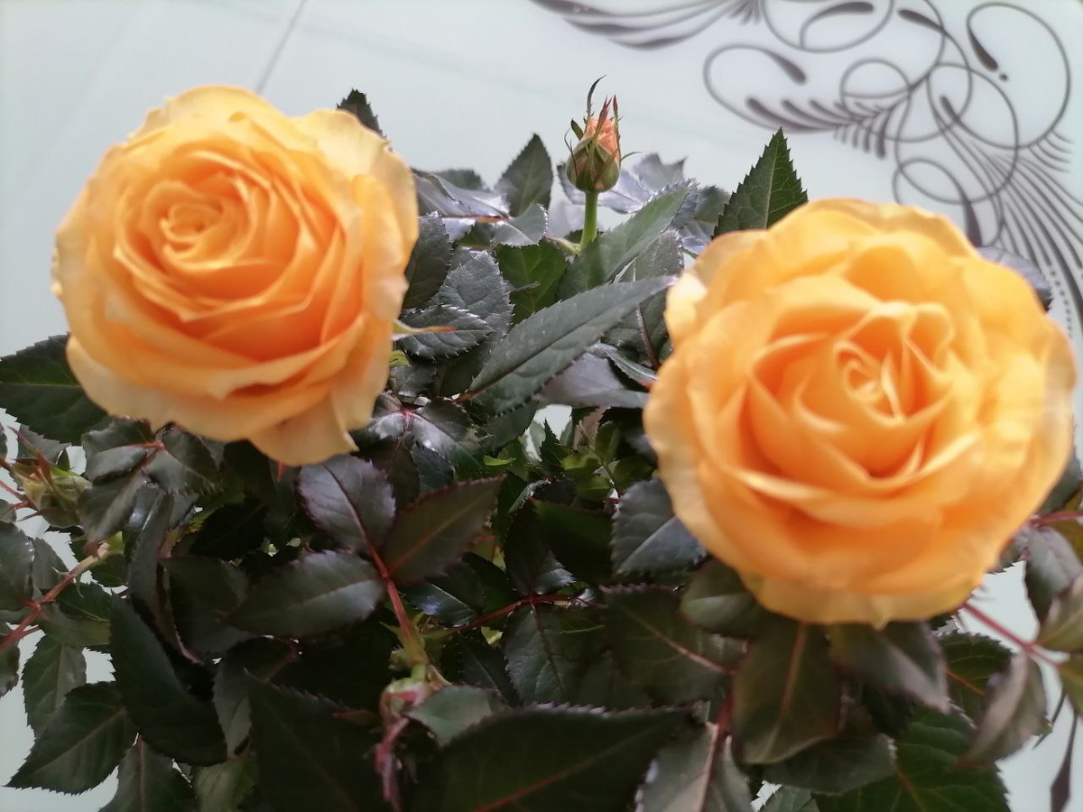 Роза Кордана в горшке, фото автора