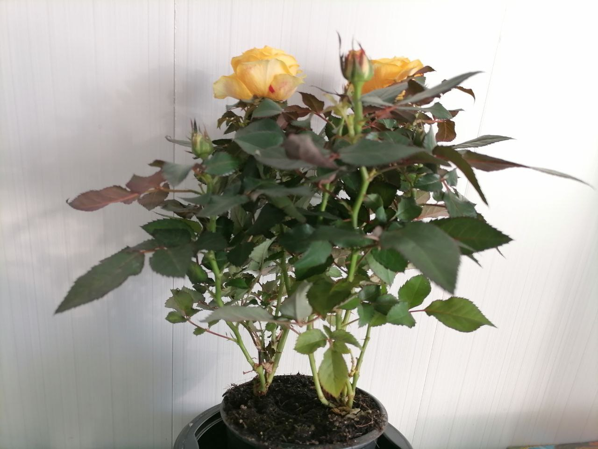 В одном горшке два куста роз, фото автора