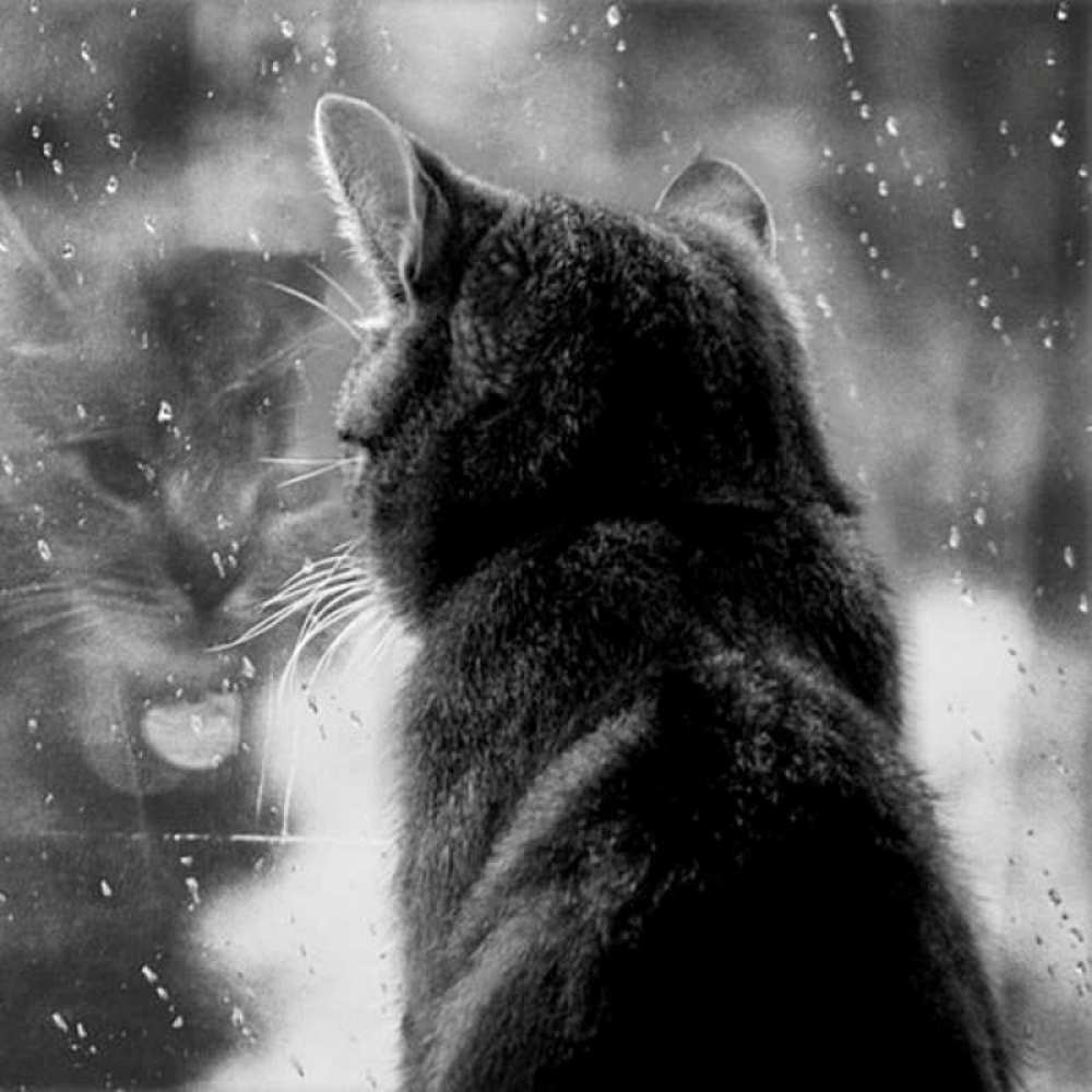 Ваш кот равнодушно смотрит в окно, пока вы рыдаете над разбитой чашкой? Не верьте этому спектаклю.