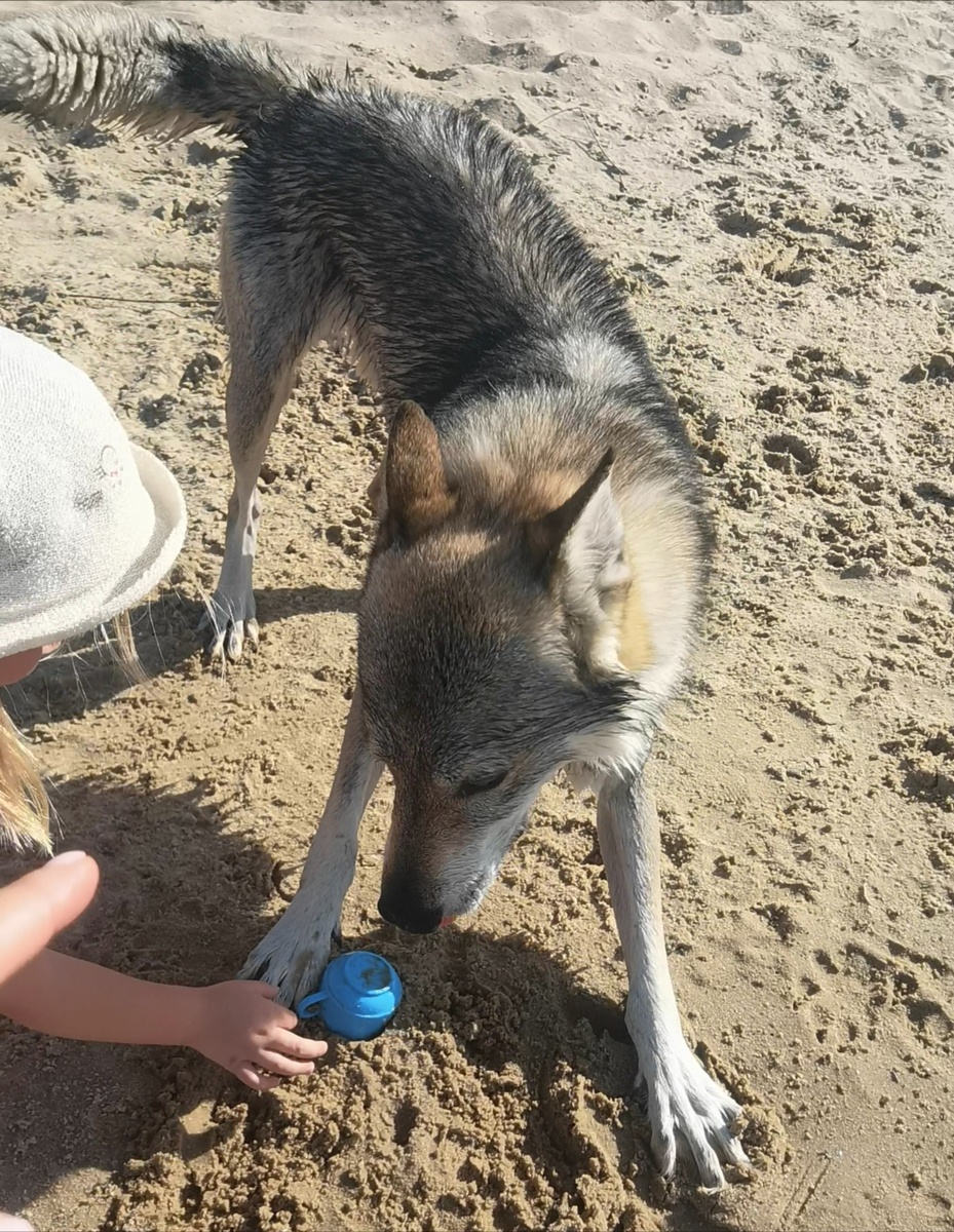 Волк оказывается прекрасно умеет печь куличики 